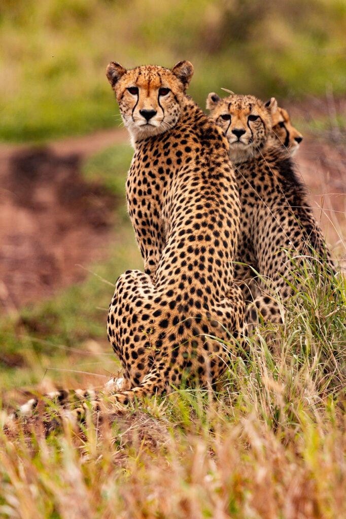 cheetahs, animals, safari, south african cheetahs, mammals, big cats, wild animals, predator, wildlife, fauna, wilderness, jungle, kenya, africa, nature, cheetahs, jungle, jungle, jungle, kenya, kenya, kenya, kenya, kenya, africa